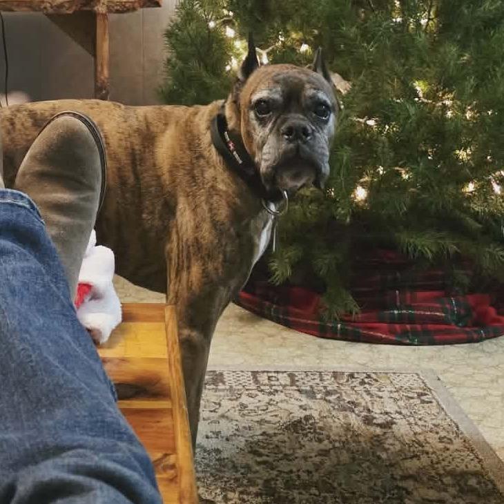 Enlarge Max, a Adoptable Boxer in Coos Bay, OR image 2/2