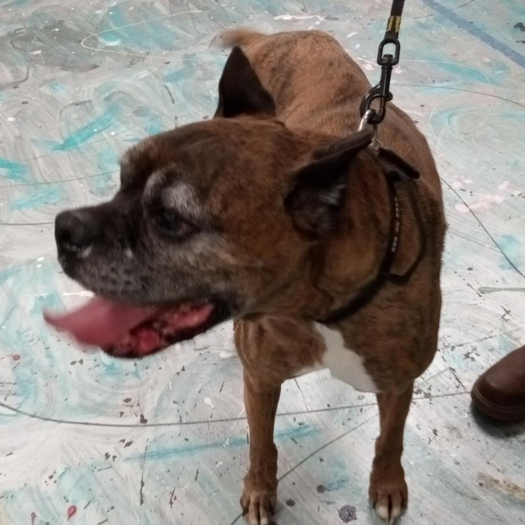 Enlarge Max, a Adoptable Boxer in Coos Bay, OR image 3/3