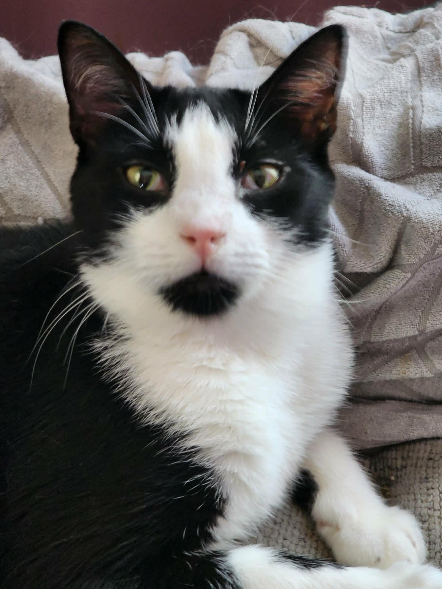 Enlarge Lincoln, an adopted Domestic Short Hair in Manchester, CT image 3/5