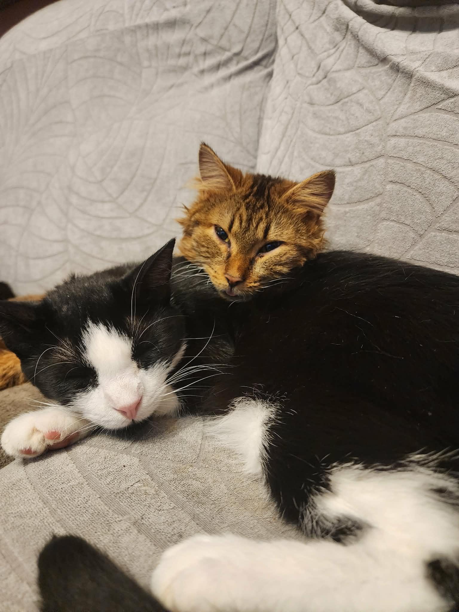 Enlarge Lincoln, an adopted Domestic Short Hair in Manchester, CT image 2/5