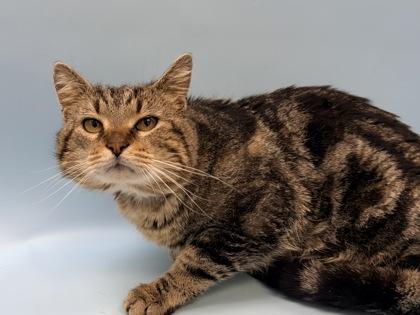 Enlarge Mac, a Adoptable mixed breed in Woodbury, MN image 1/1