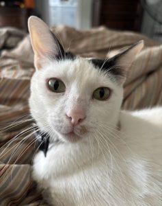 Enlarge Molly, a Adoptable mixed breed in King City, ON image 3/6