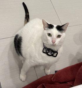 Enlarge Molly, a Adoptable mixed breed in King City, ON image 2/6