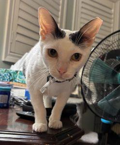 Enlarge Molly, a Adoptable mixed breed in King City, ON image 5/6