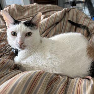 Molly, Adoptable, Young Female Domestic Short Hair.