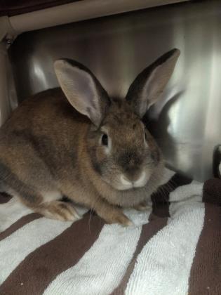 Enlarge Anne, a Adoptable mixed breed in Montreal, QC image 1/3