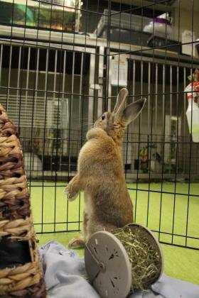 Enlarge Anne, a Adoptable mixed breed in Montreal, QC image 2/3