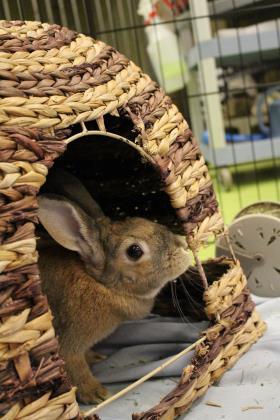 Enlarge Anne, a Adoptable mixed breed in Montreal, QC image 3/3