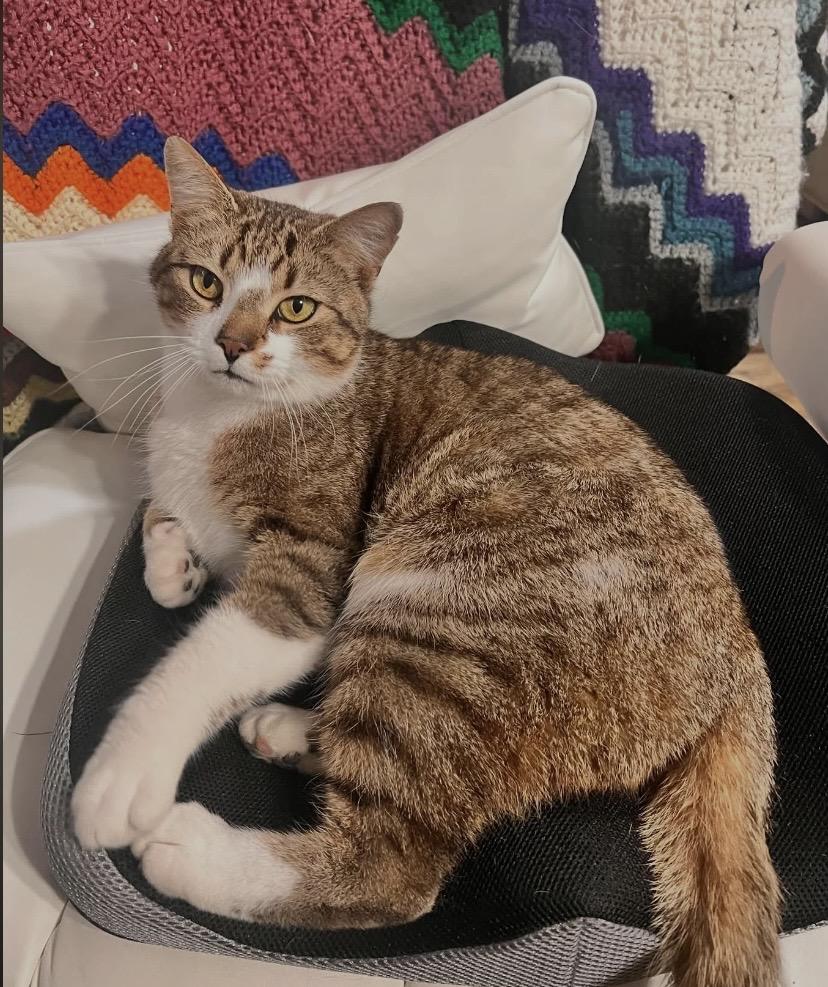 Enlarge Frosty, a Adoptable Domestic Short Hair in Philadelphia, PA image 5/5