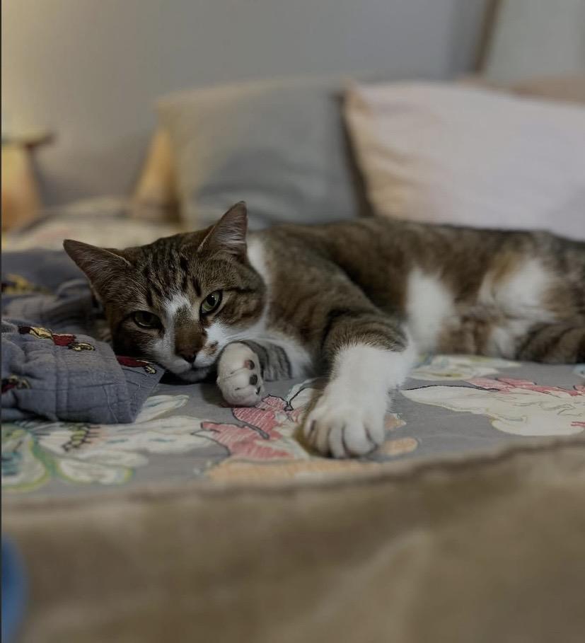 Enlarge Frosty, a Adoptable Domestic Short Hair in Philadelphia, PA image 3/5