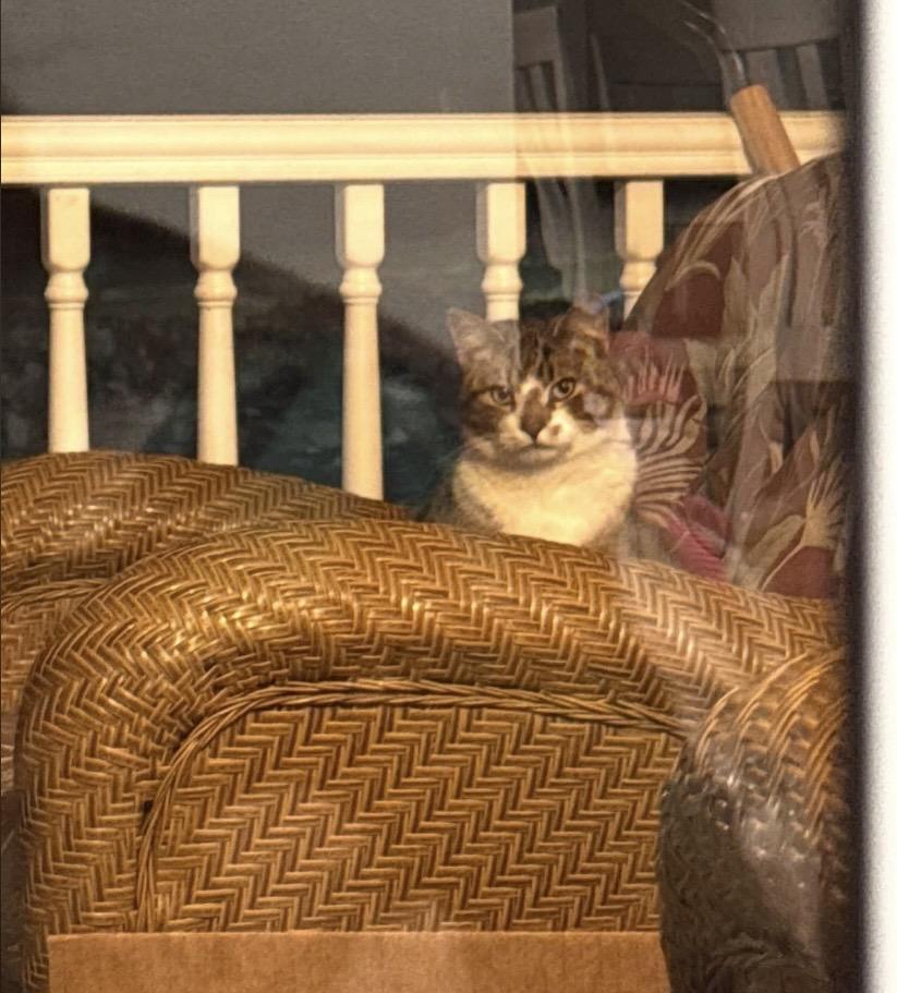 Enlarge Frosty, a Adoptable Domestic Short Hair in Philadelphia, PA image 2/5