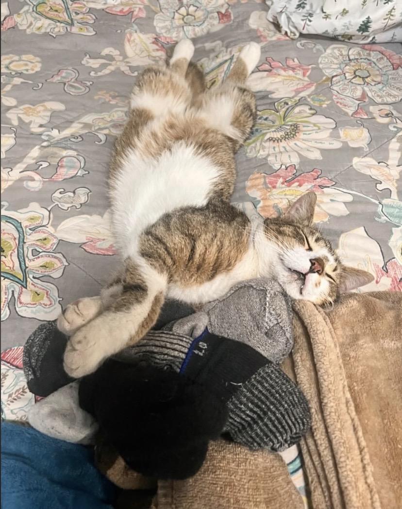 Enlarge Frosty, a Adoptable Domestic Short Hair in Philadelphia, PA image 4/5