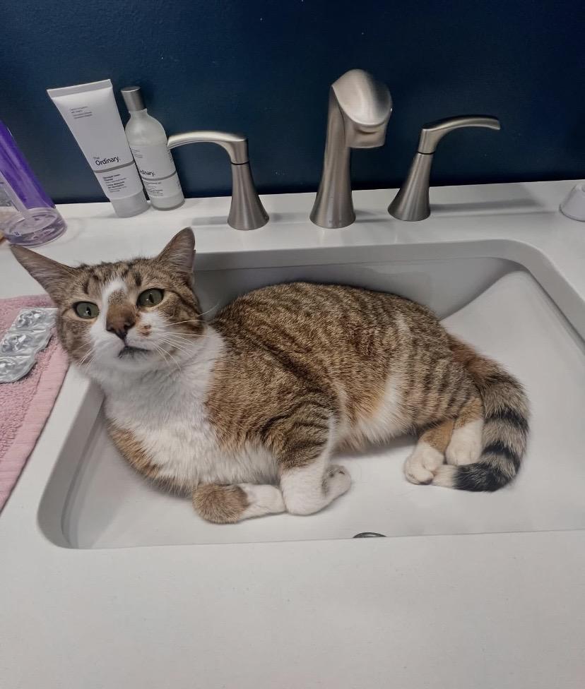 Enlarge Frosty, a Adoptable Domestic Short Hair in Philadelphia, PA image 1/5