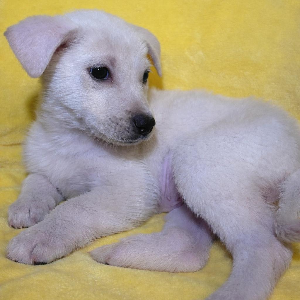 Cece, Adoptable, Puppy Female Yellow Labrador Retriever.