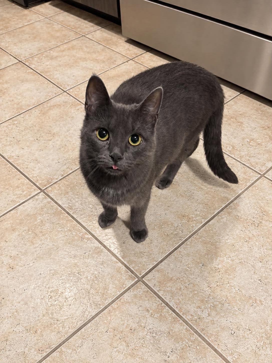ARIEL, Adoptable, Young Female Russian Blue & Domestic Medium Hair.