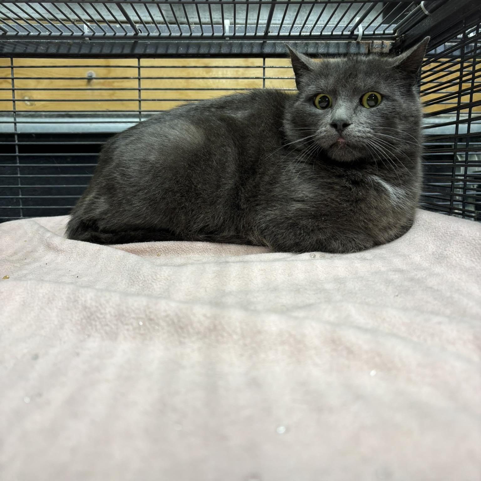 Enlarge ARIEL, a Adoptable Domestic Medium Hair in Tillsonburg, ON image 1/1