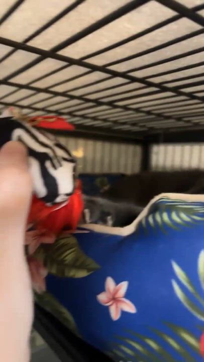Enlarge ARIEL, a Adoptable mixed breed in Tillsonburg, ON video 3/3