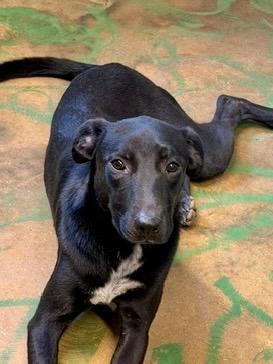 Enlarge Nova 26, a Adoptable mixed breed in Brookhaven, MS image 1/3