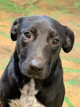 Enlarge Nova 26, a Adoptable mixed breed in Brookhaven, MS image 2/3