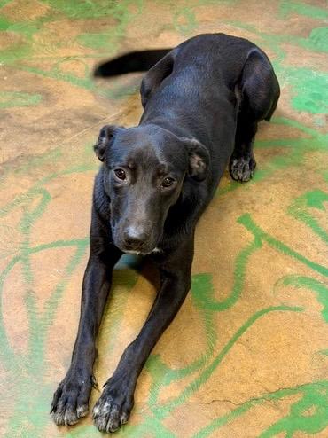 Enlarge Nova 26, a Adoptable mixed breed in Brookhaven, MS image 3/3