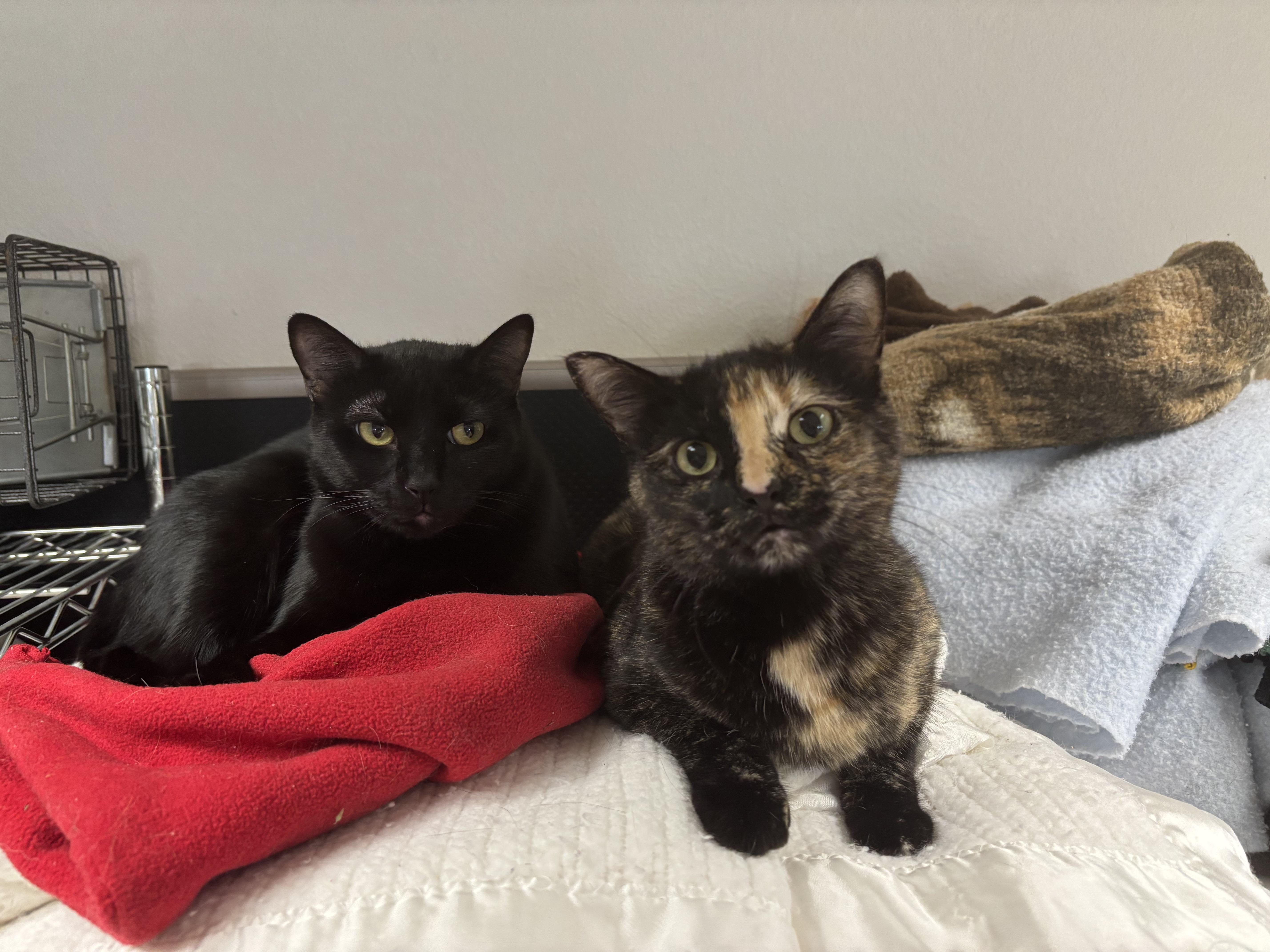 Little Kitty (bonded with Reeses Pieces), a Adoptable Domestic Short Hair in Boone, IA image 5/6