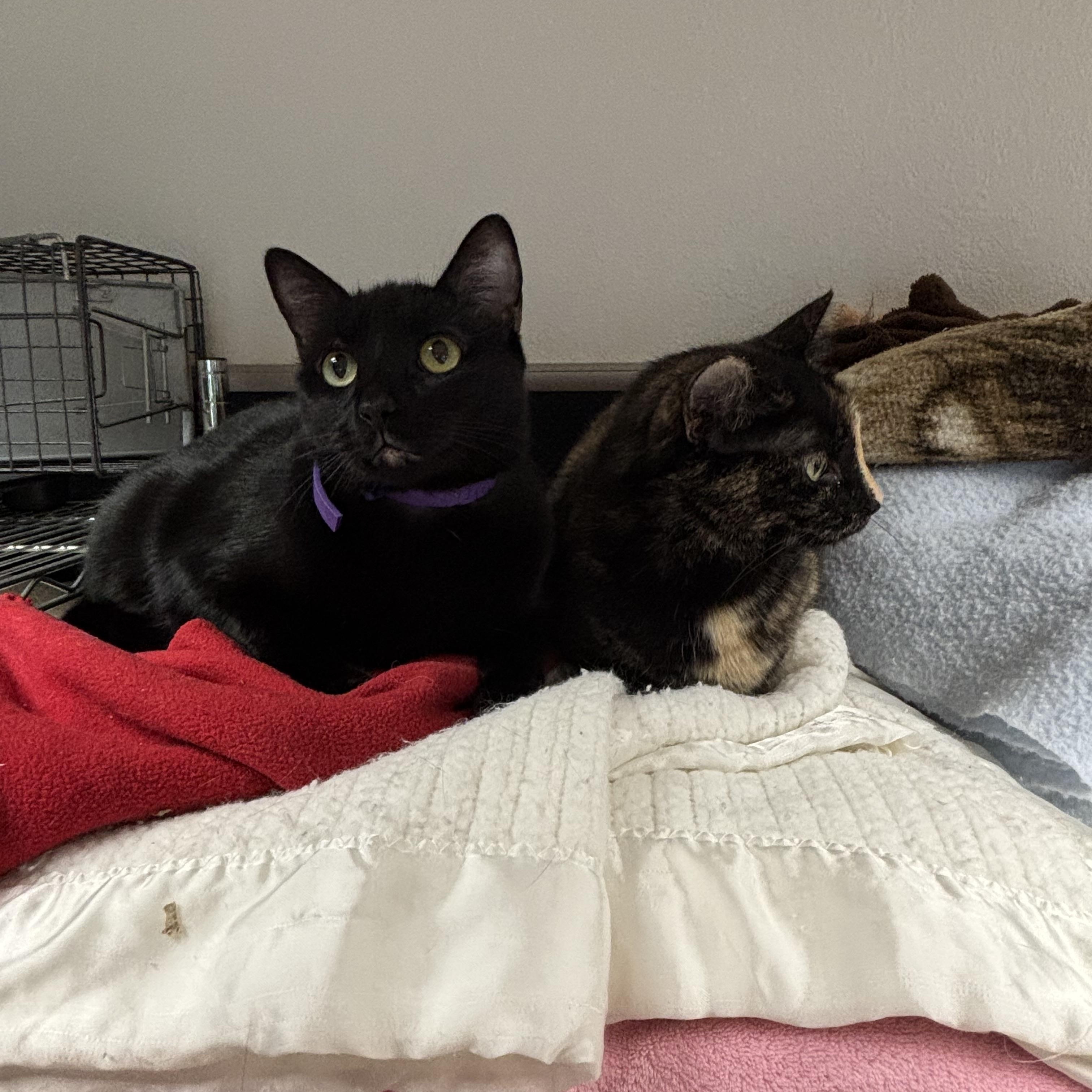 Little Kitty (bonded with Reeses Pieces), a Adoptable Domestic Short Hair in Boone, IA image 3/6