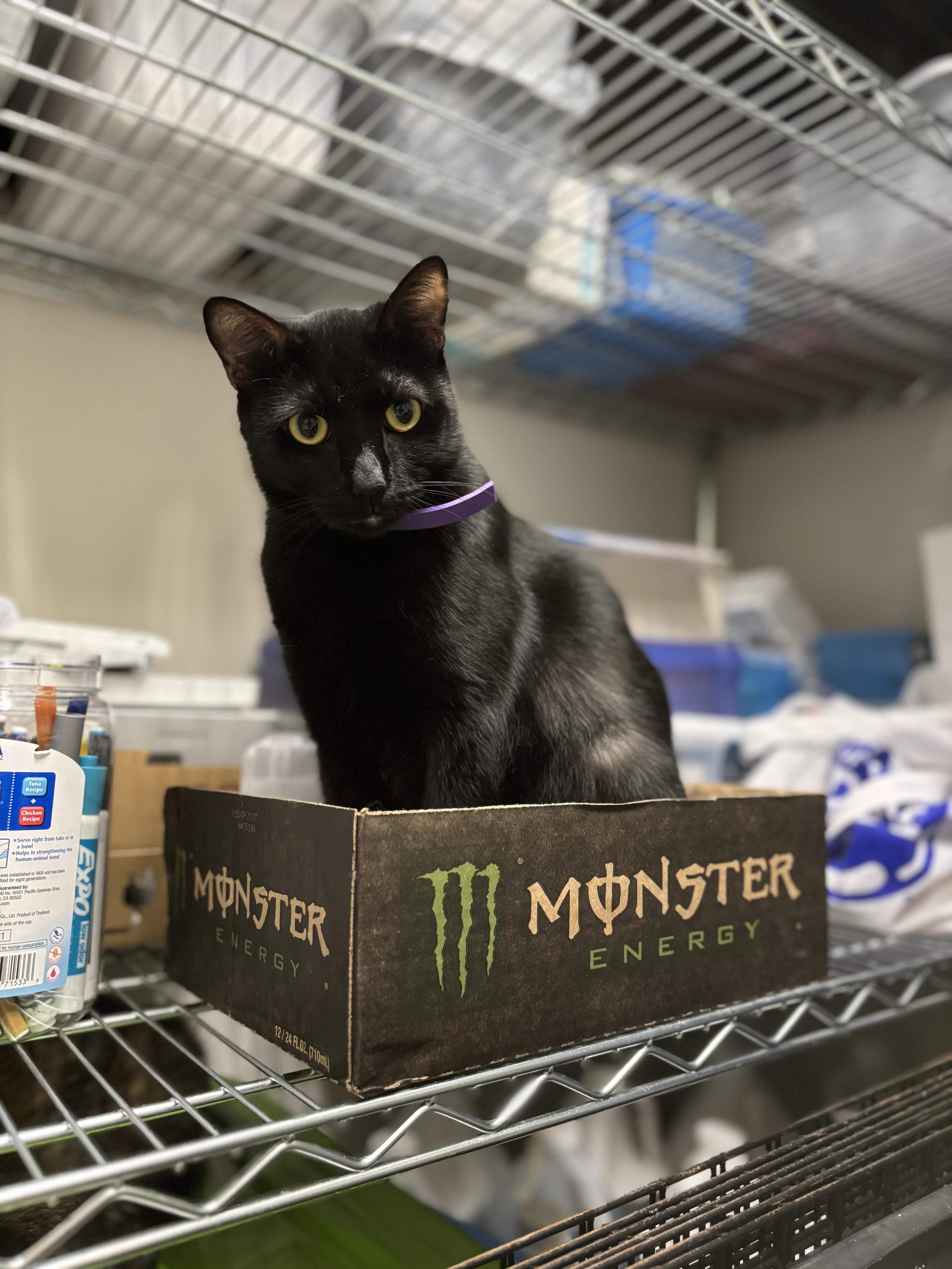 Little Kitty (bonded with Reeses Pieces), a Adoptable Domestic Short Hair in Boone, IA image 6/6