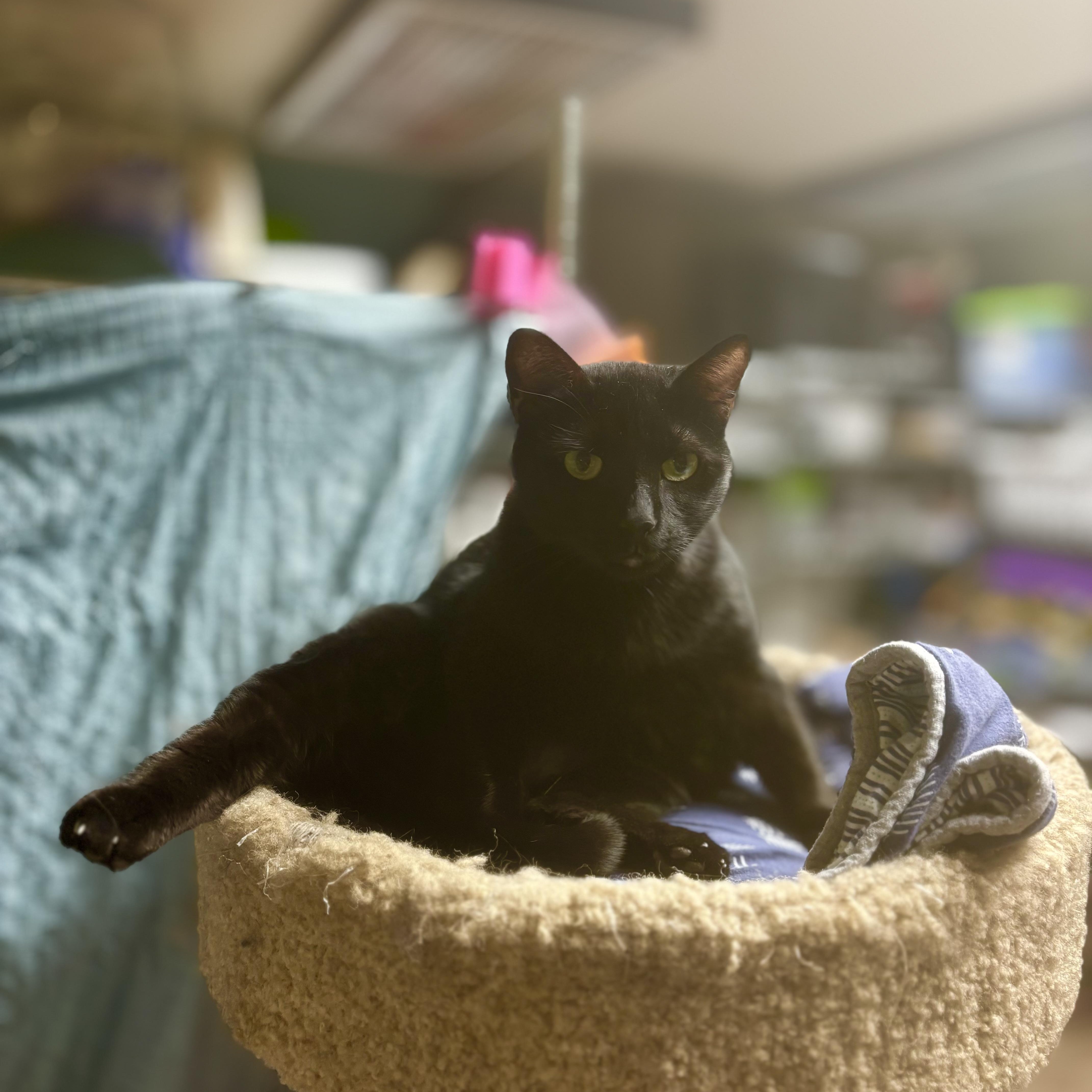 Little Kitty, a Adoptable Domestic Short Hair in Boone, IA image 4/6