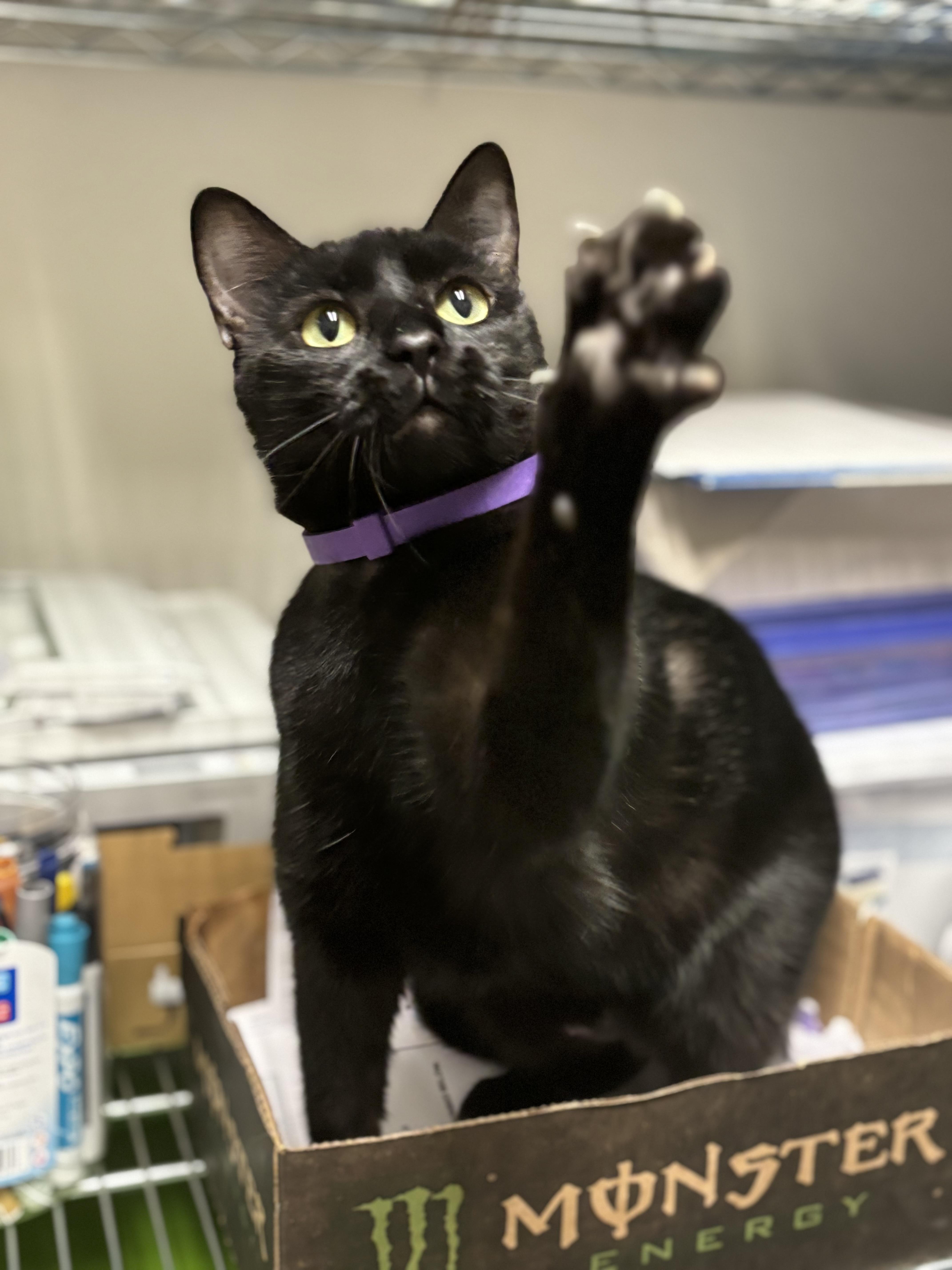 Little Kitty (bonded with Reeses Pieces), a Adoptable Domestic Short Hair in Boone, IA image 4/6