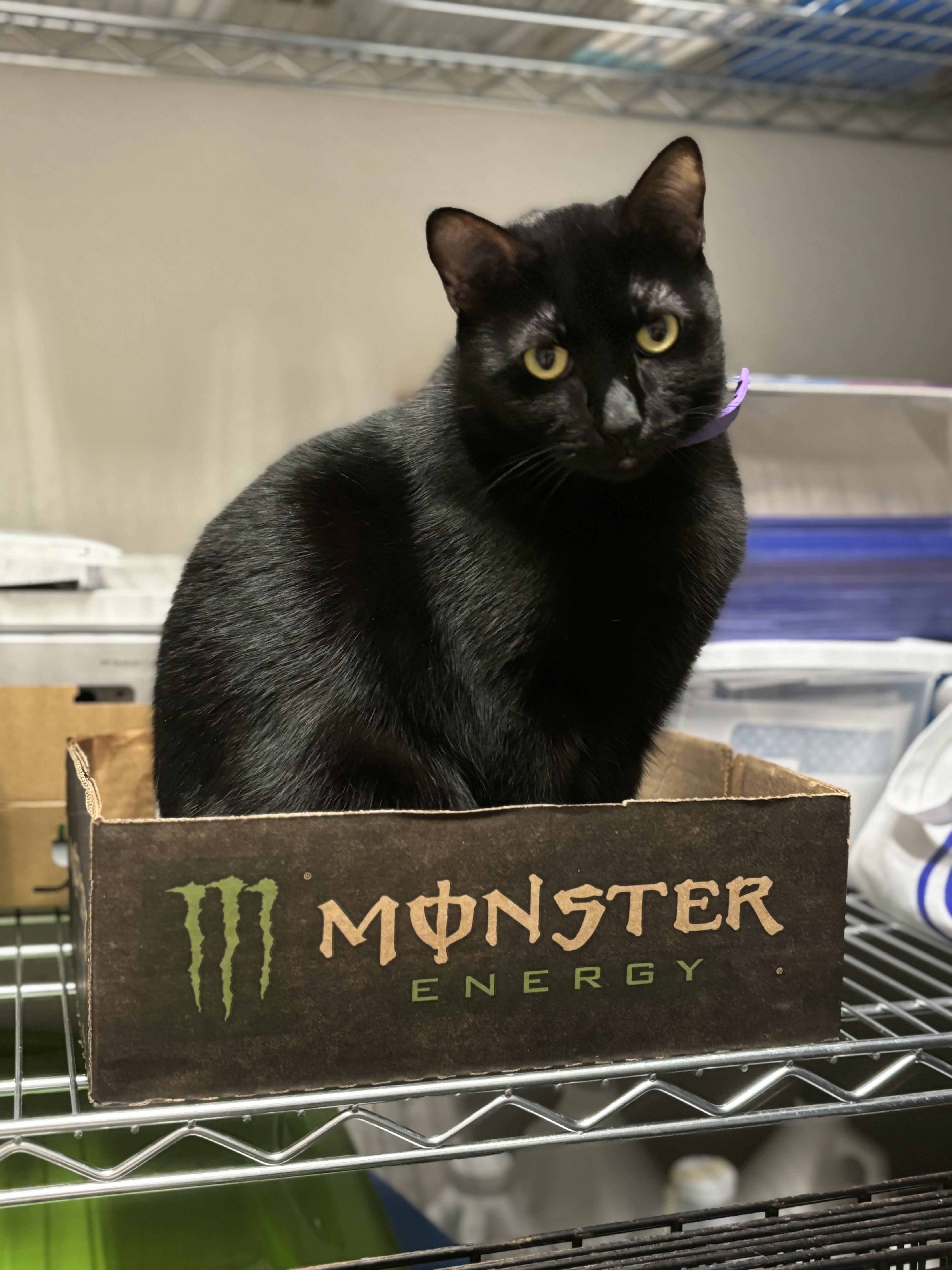 Little Kitty (bonded with Reeses Pieces), Adoptable, Adult Female Domestic Short Hair.