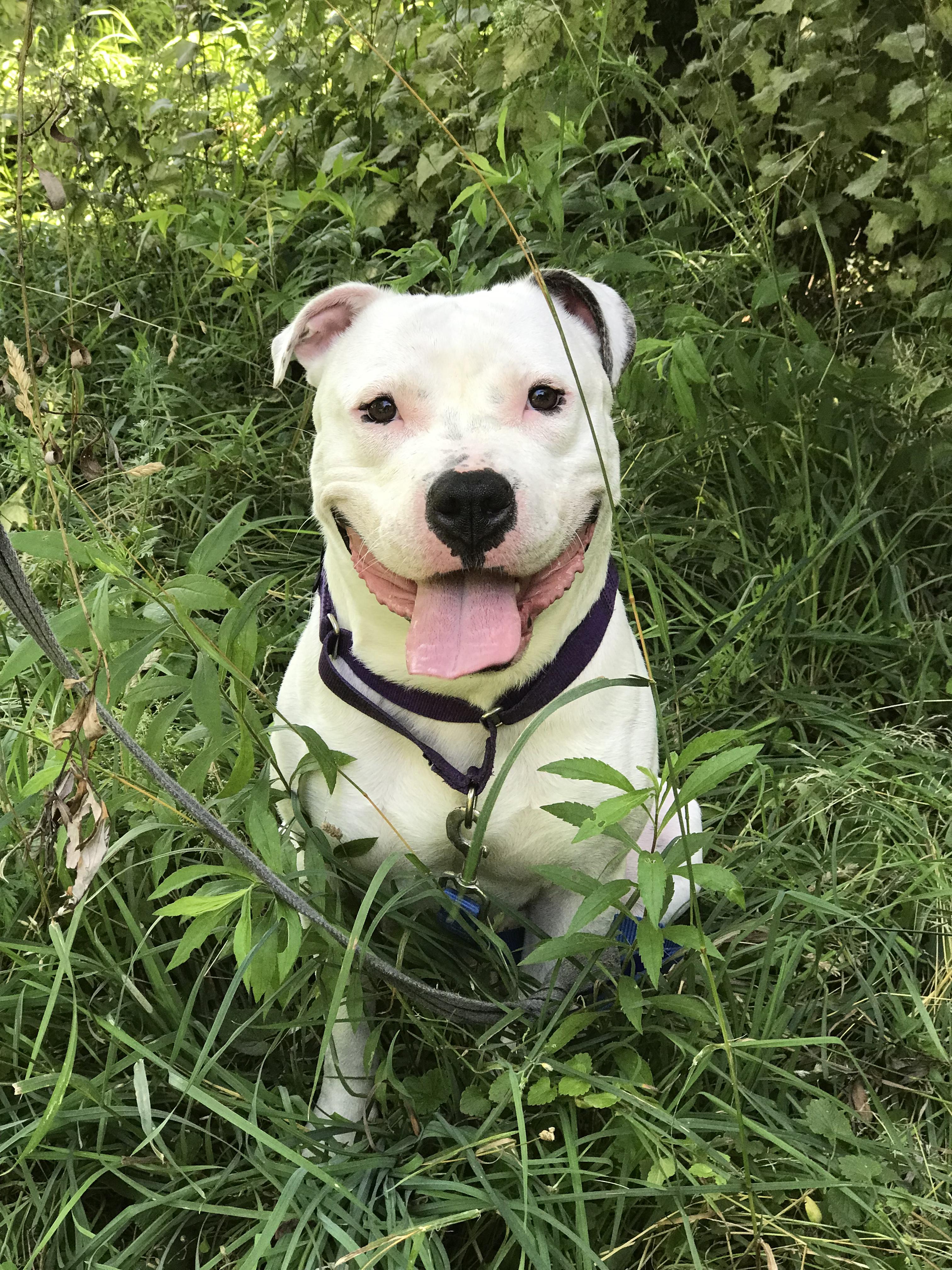 Shyne, Adult Male American Staffordshire Terrier
