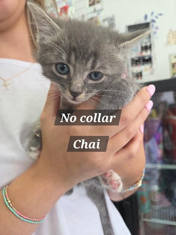 Enlarge Chai, a Adoptable Domestic Medium Hair in MOUNT AIRY, NC image 1/1