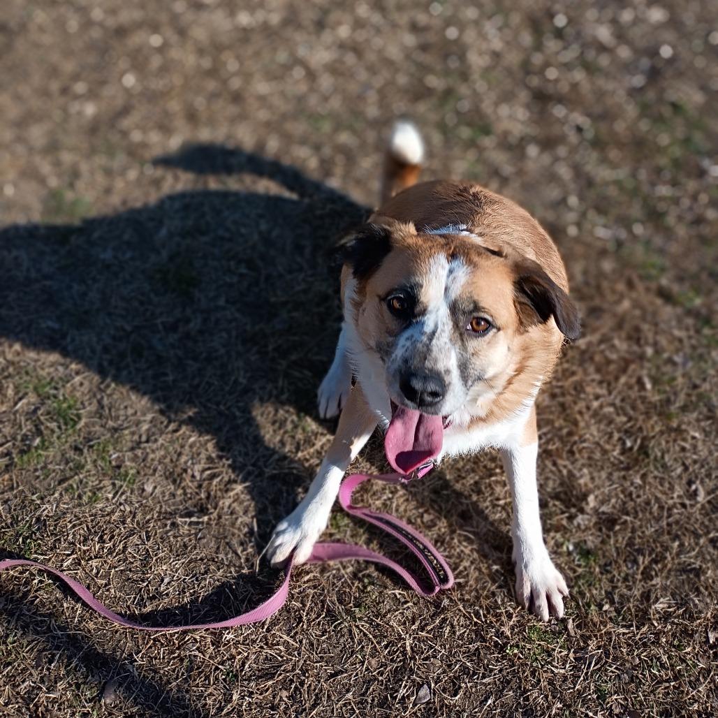 Enlarge Zelley, a Adoptable mixed breed in Tulsa, OK image 1/6