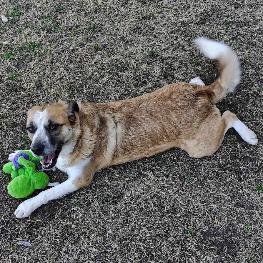 Enlarge Zelley, a Adoptable mixed breed in Tulsa, OK image 2/6