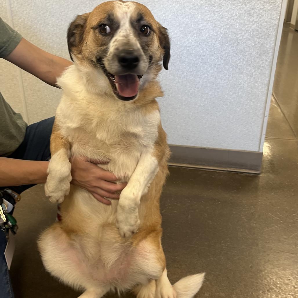 Enlarge Zelley, a Adoptable mixed breed in Tulsa, OK image 3/6