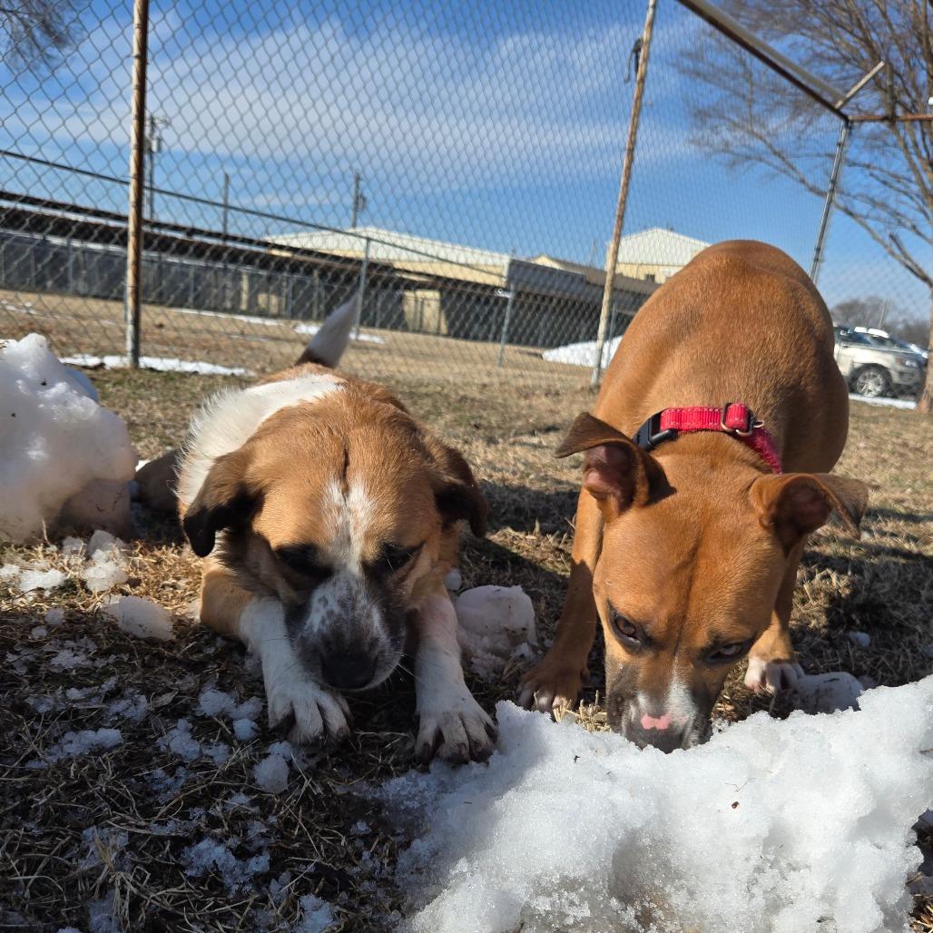 Enlarge Zelley, a Adoptable mixed breed in Tulsa, OK image 4/6