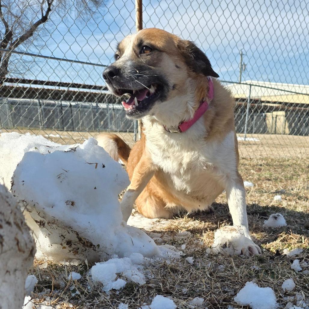 Enlarge Zelley, a Adoptable mixed breed in Tulsa, OK image 5/6