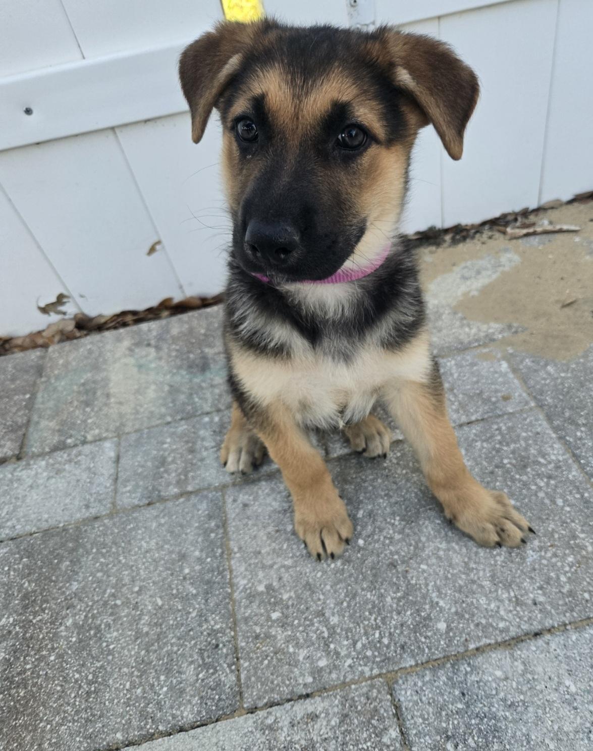 Enlarge Ann, an adopted German Shepherd Dog in Orlando, FL image 1/2