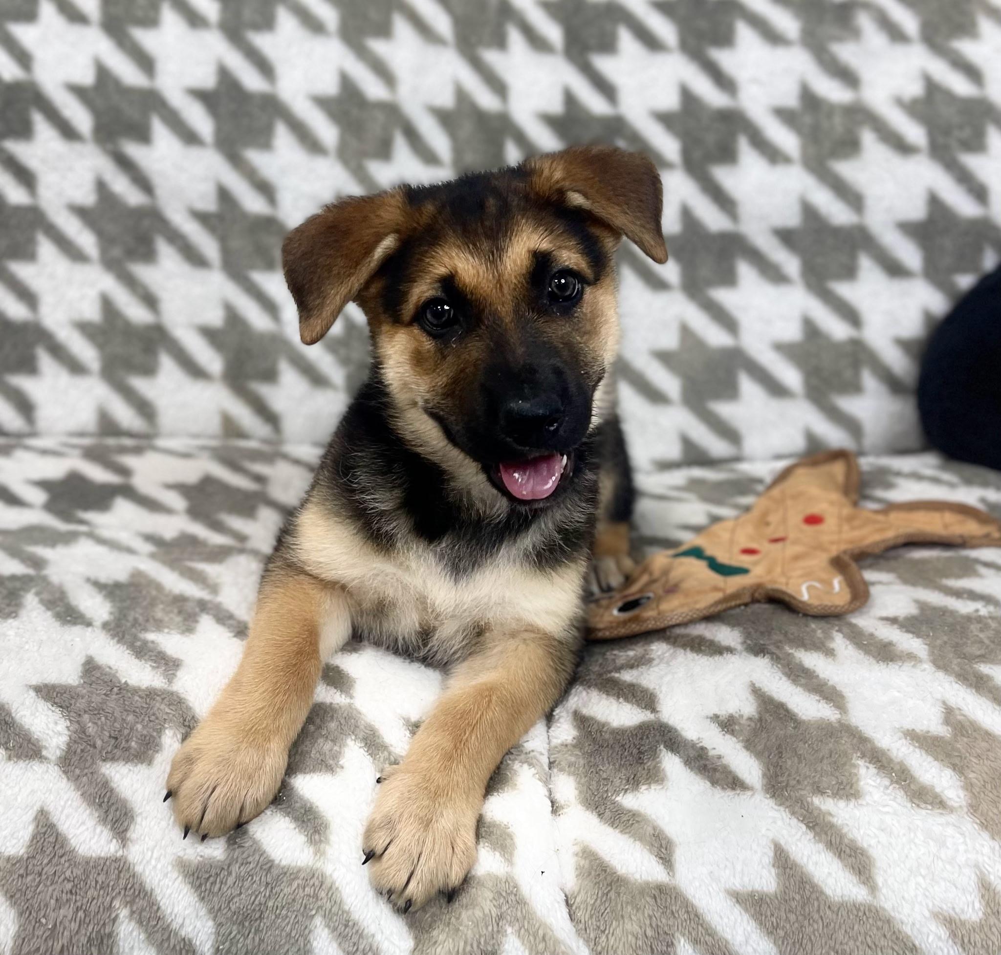 Ann, adoptable, Puppy Female German Shepherd Dog.
