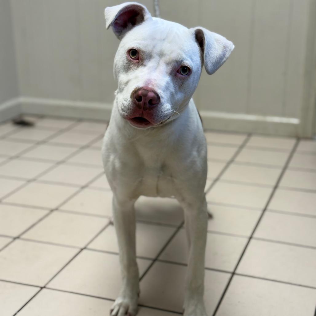 Churro — thumbnail 2