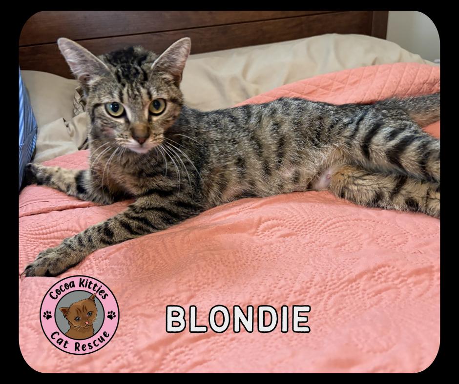 Blondie, Adoptable, Young Female Domestic Short Hair.