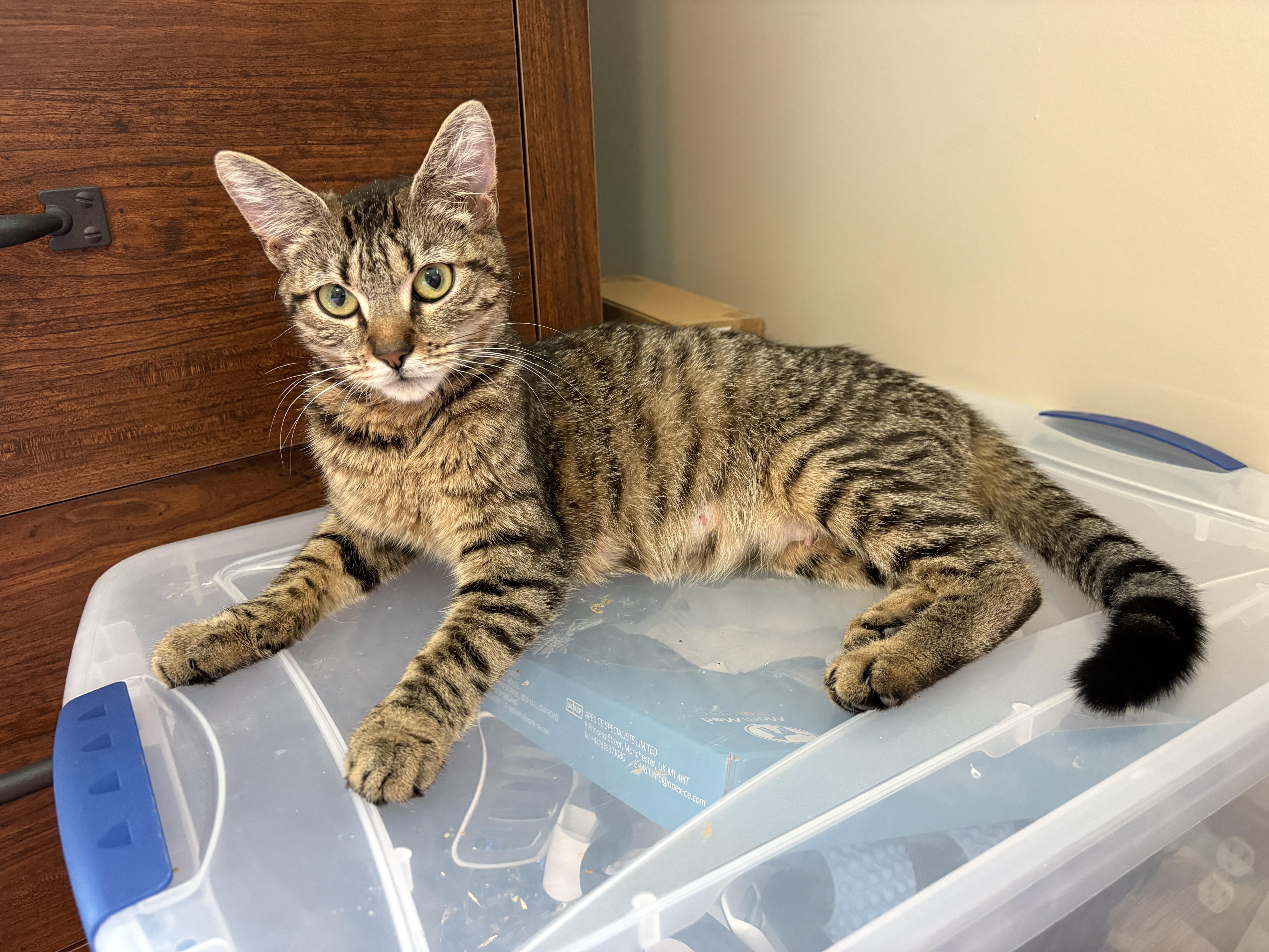 Blondie, a Adoptable mixed breed in Hershey, PA image 2/4