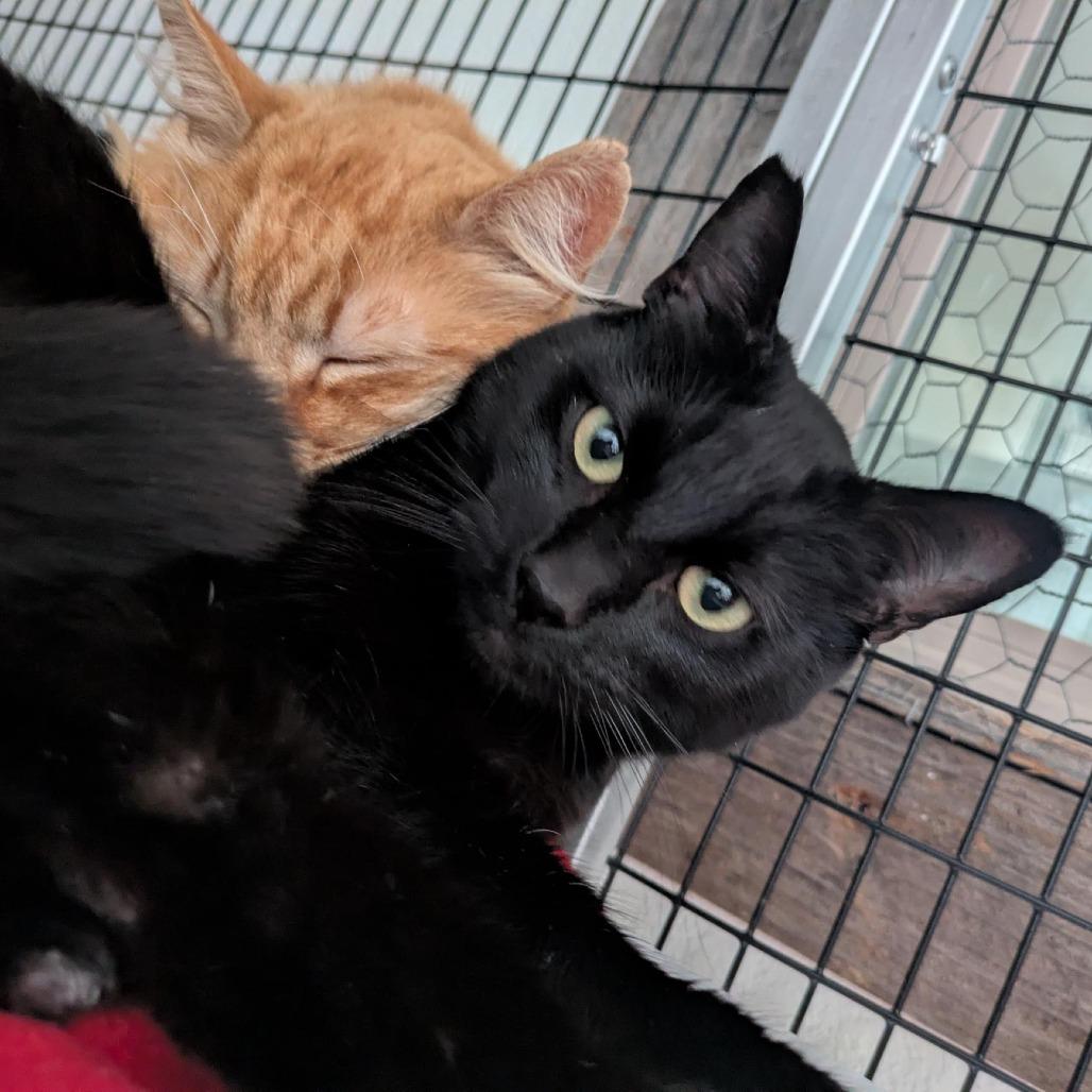 Enlarge Panther, a Adoptable Domestic Short Hair in Santa Rosa, CA image 3/6