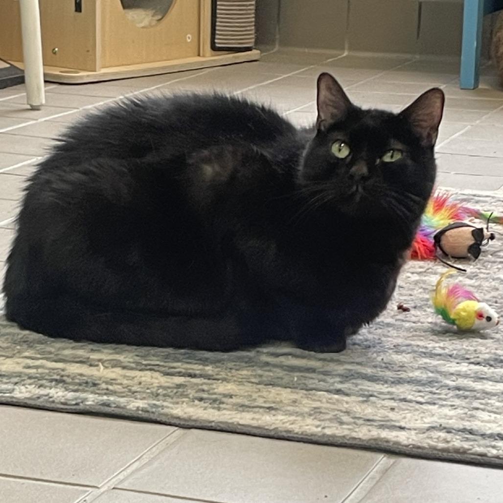 Enlarge Zeus, a Adoptable Domestic Short Hair in Wantagh, NY image 5/6