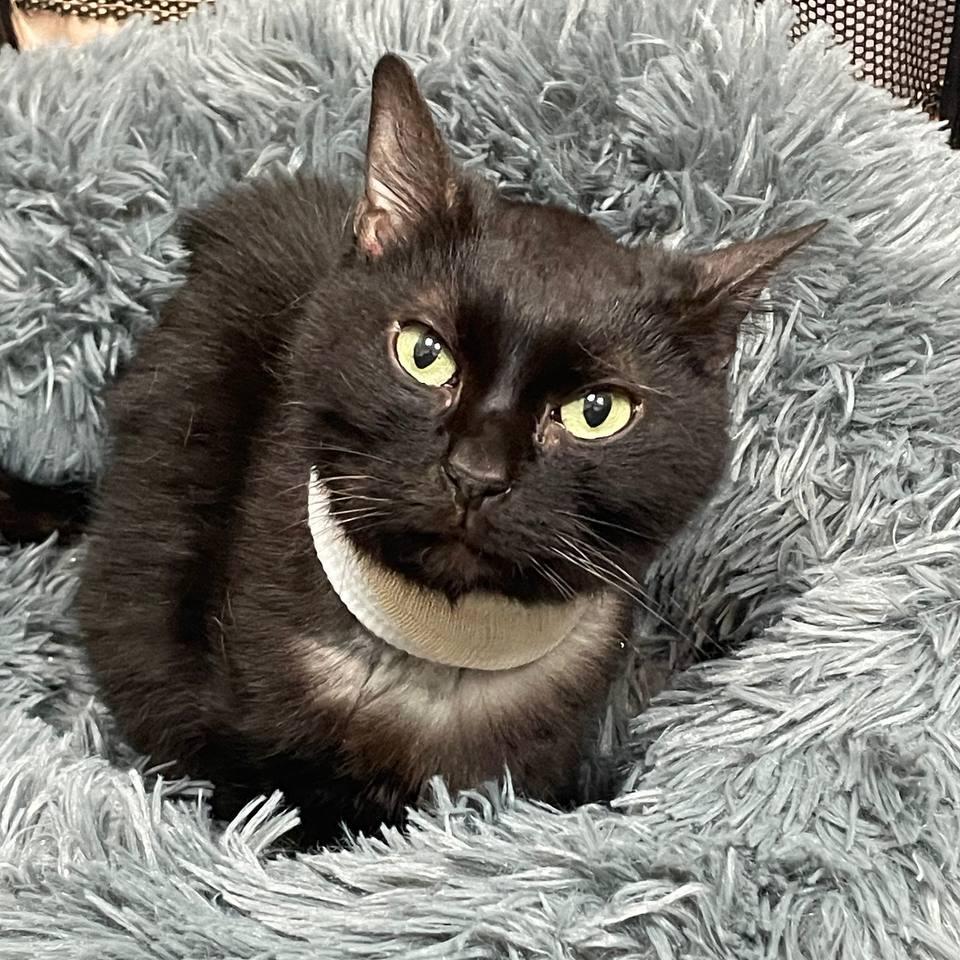 Enlarge Zeus, a Adoptable Domestic Short Hair in Wantagh, NY image 5/6