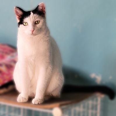 Enlarge Taylor, a Adopted Tuxedo image 1/4