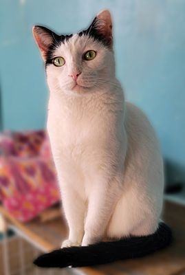 Enlarge Taylor, a Adopted Tuxedo image 2/4