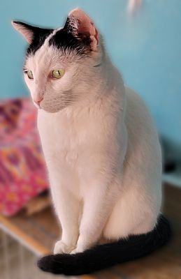 Enlarge Taylor, a Adopted Tuxedo image 3/4