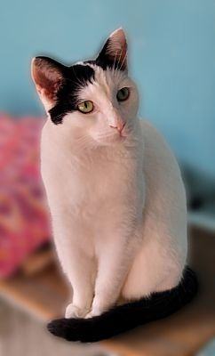 Enlarge Taylor, a Adopted Tuxedo image 4/4