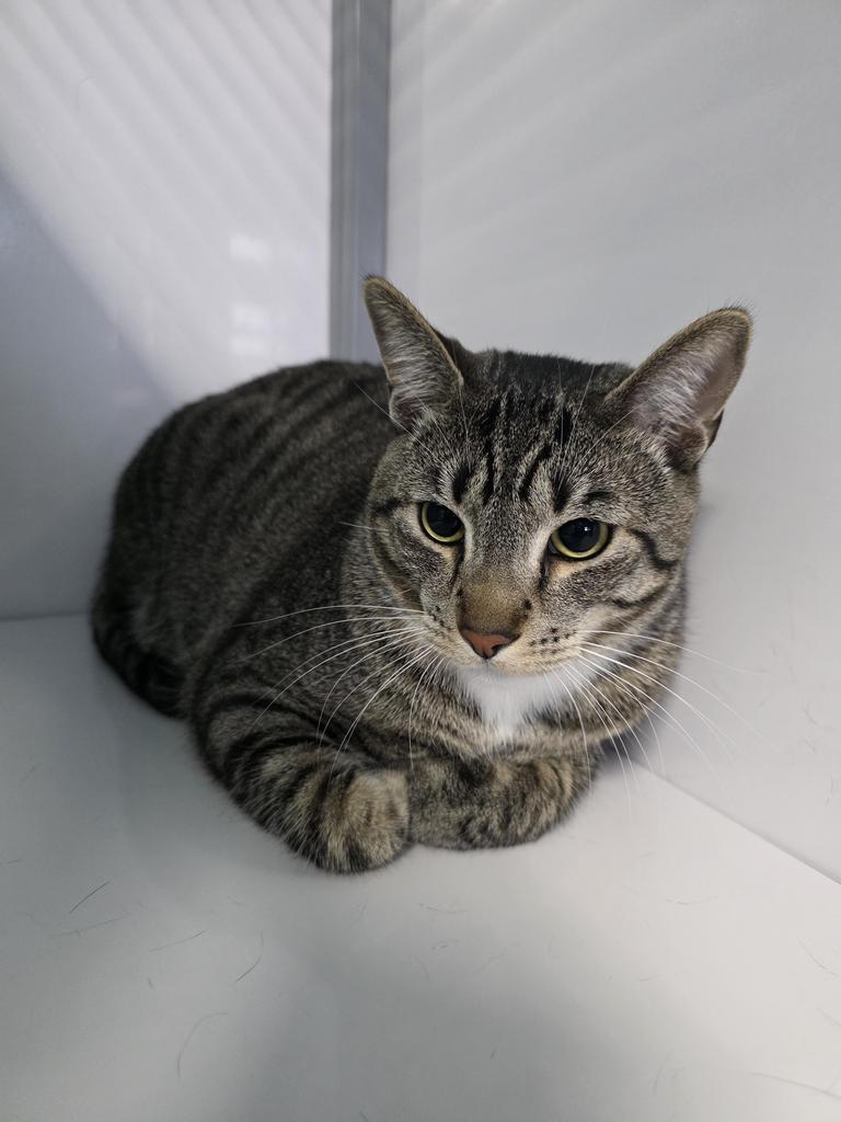 Kojack, Adoptable, Young Male Domestic Short Hair.